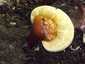 Pecsétviaszgomba (Ganoderma lucidum), Budai-hegység